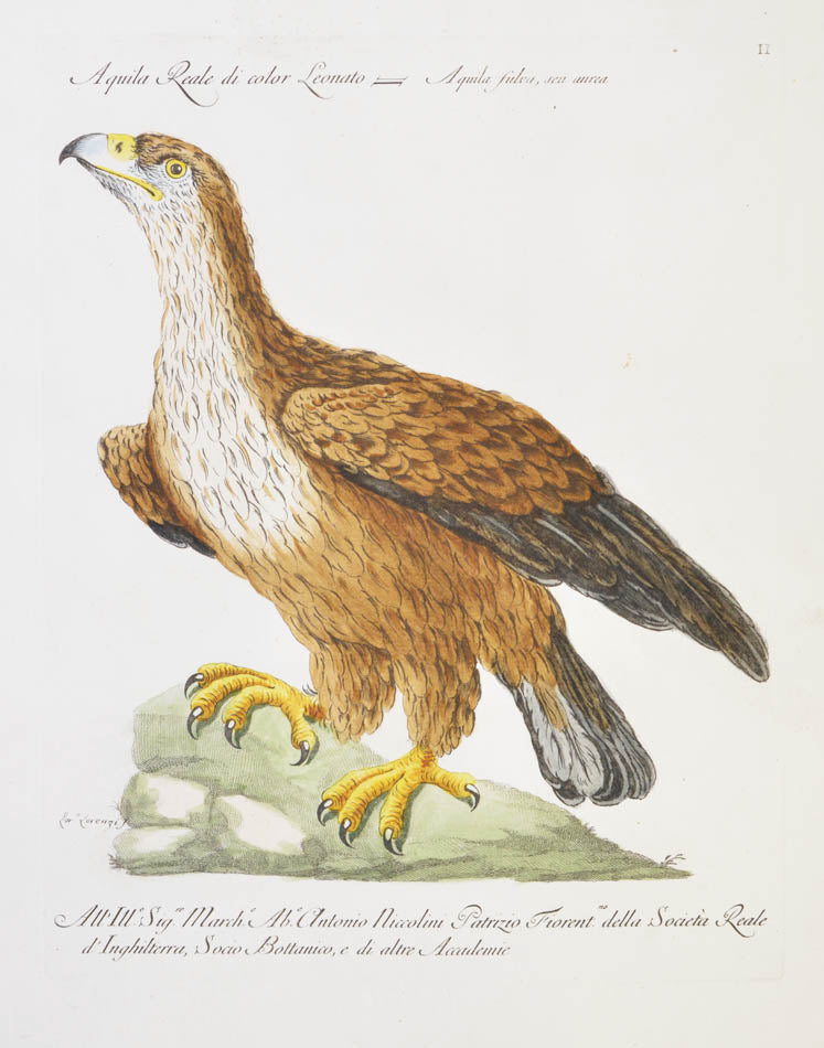 Plate II. Aquila Reale di color Leonato. Aquila fulva, seu aurea.