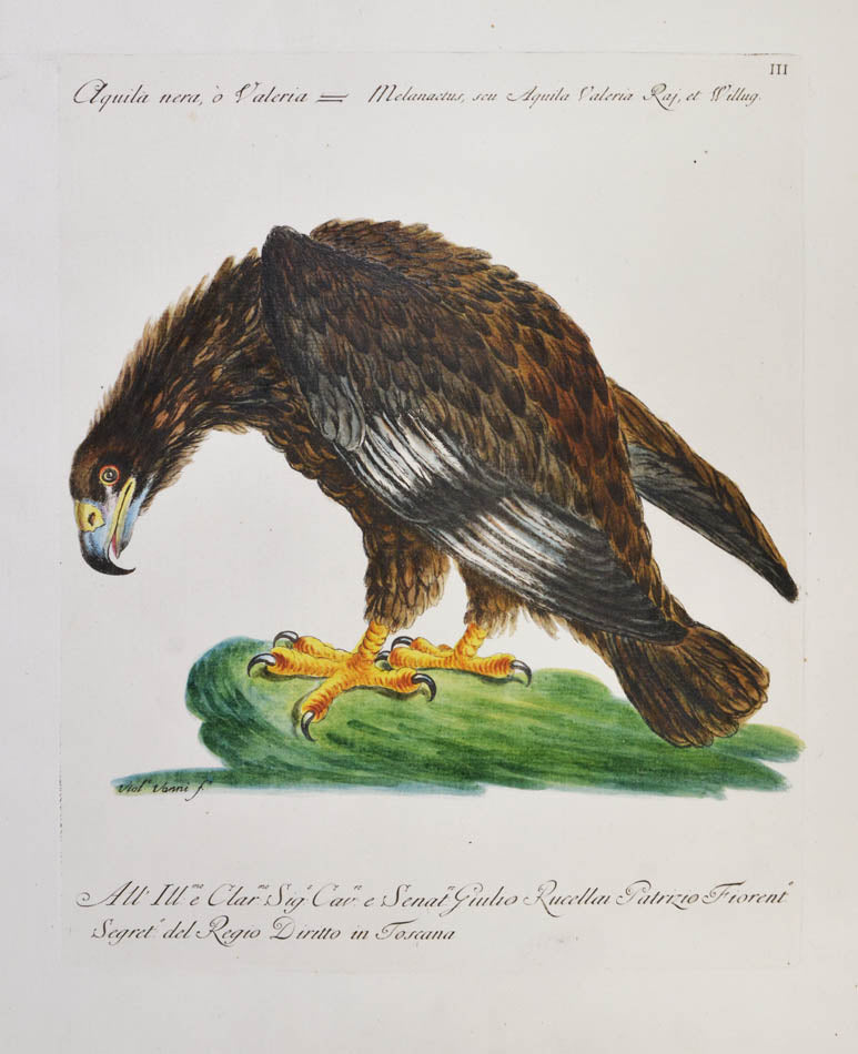 Plate III. Aquila nera, o Valeria. Melanactus, seu Aquila Valeria Raj, et Willug.