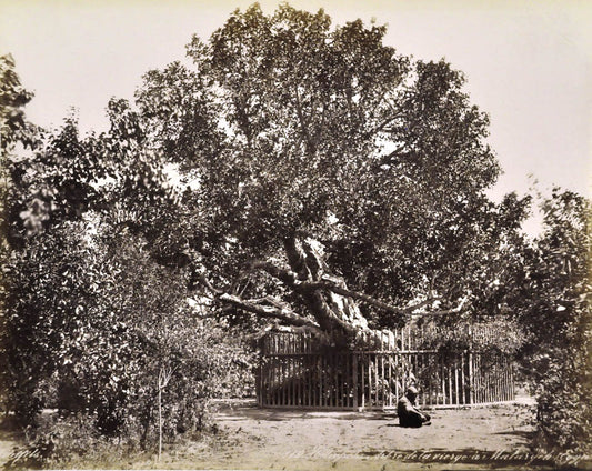 Tree of the Virgin.