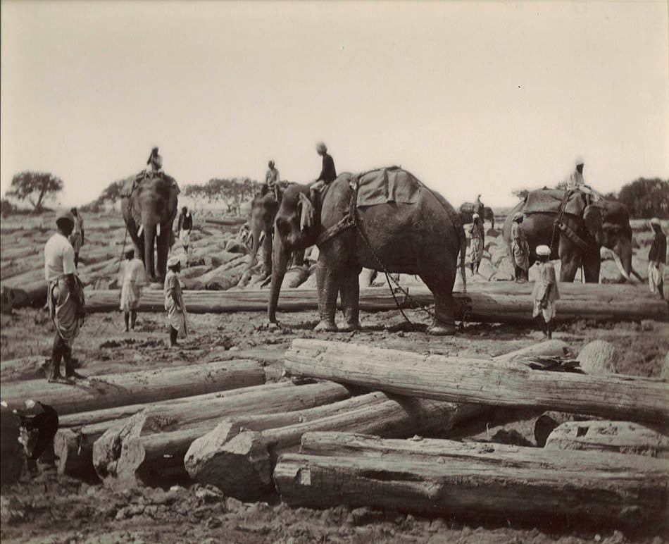 [Elephants at work].