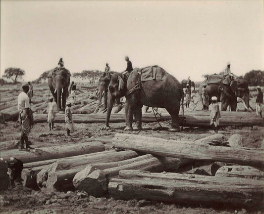 [Elephants at work].