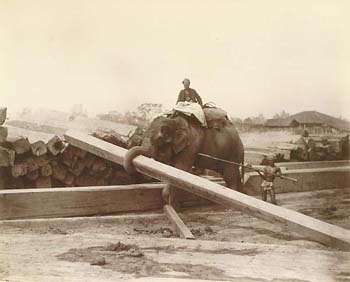 [Elephants at work, Rangoon].