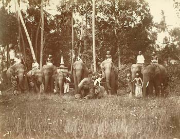 [Elephants on their way to the hunt, Ceylon].