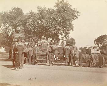 [Elephants belonging to the viceroy].