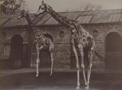 Giraffes, London Zoo.