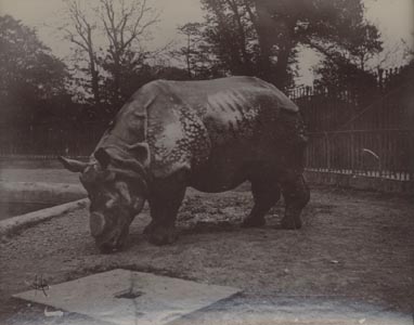 Rhinoceros, London Zoo.