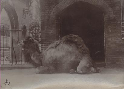 Camel, London Zoo.