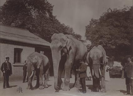 Elephants, London Zoo.