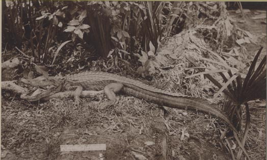 Crocodile.