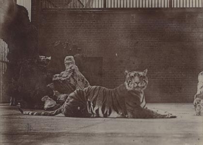 Tiger.