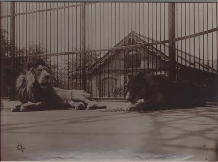 Lions, London Zoo.