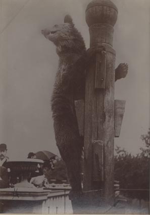 Climbing bear, London Zoo.