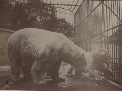 Polar bear with young, London Zoo.