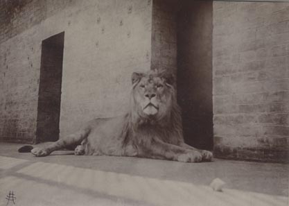 Lion, London Zoo.
