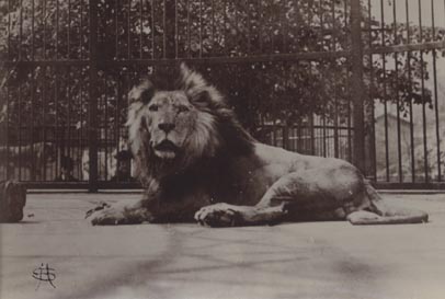 Lion, London Zoo.