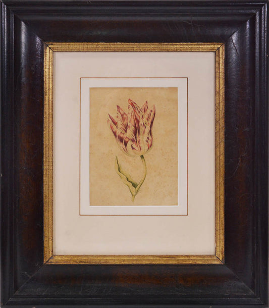 [Tulip Drawing].