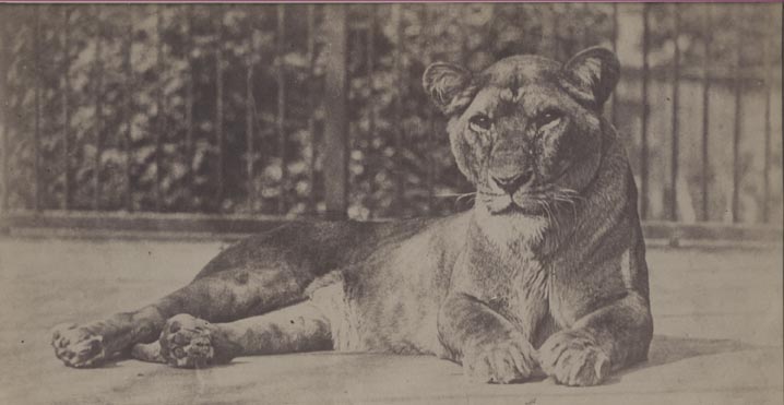[Tiger].