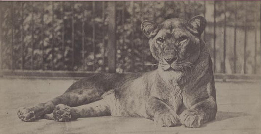 [Tiger].
