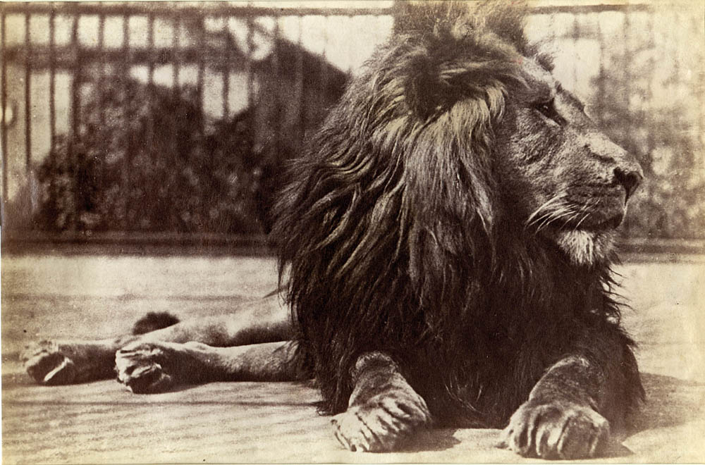 Lion.