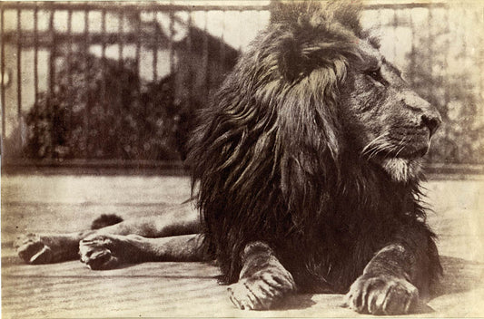 Lion.