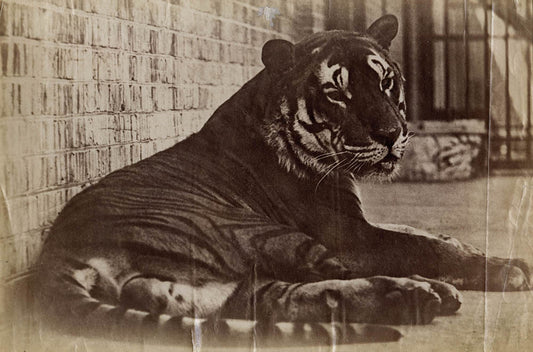 [Tiger].