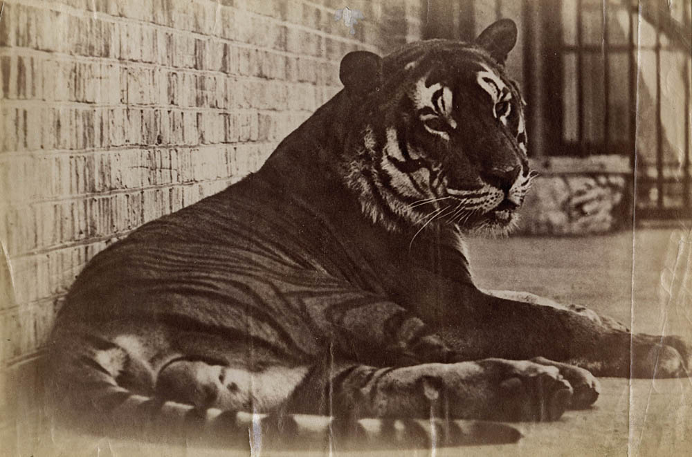 [Tiger].