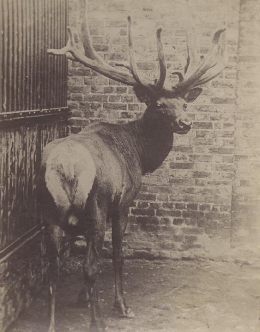 [Caribou, London Zoo].