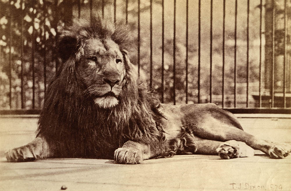 [Lion].