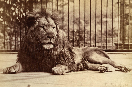 [Lion].
