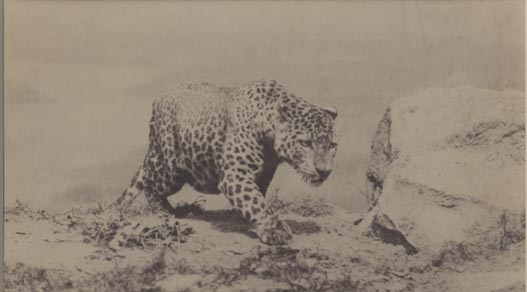 Leopard.