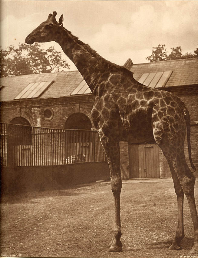 [Giraffe].