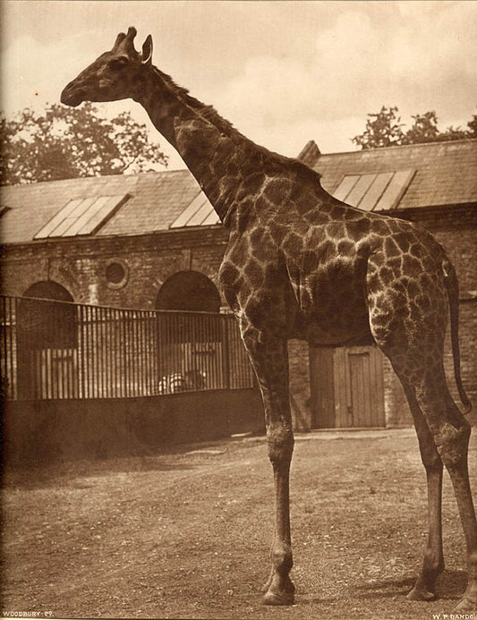 [Giraffe].