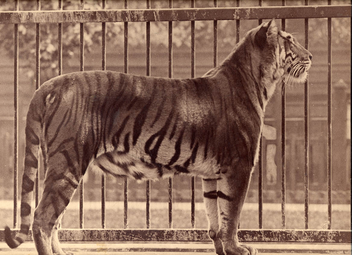 [Tiger].