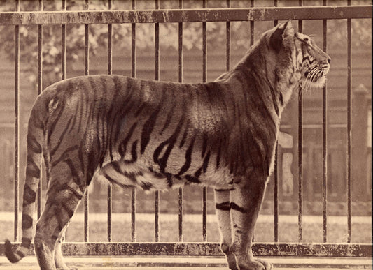 [Tiger].