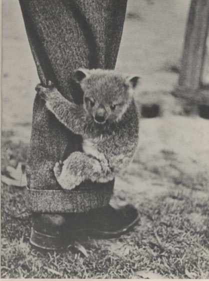 Koala bear.