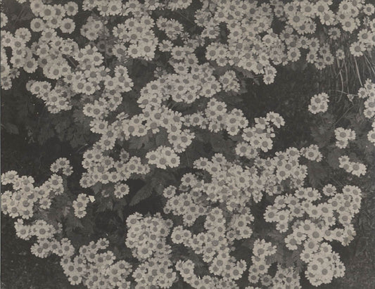 [Flower study].