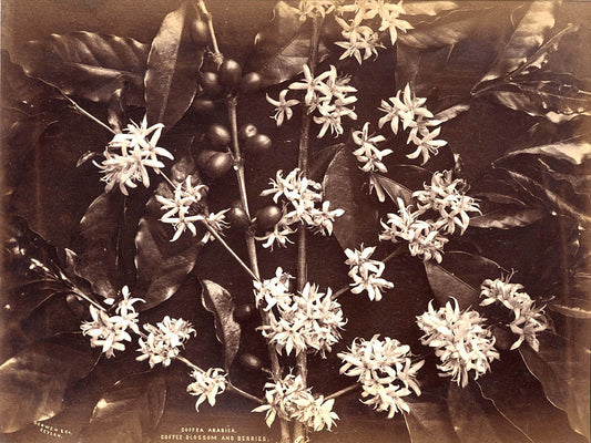[Coffea Arabica].