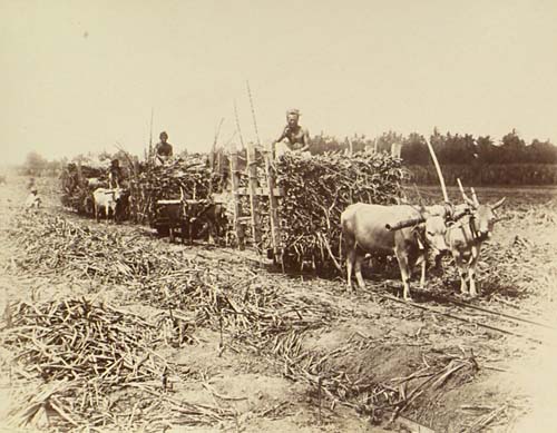 Sugar Cane, Java.