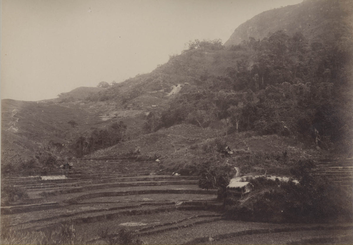 [Rice paddies, Solok, Indonesia].
