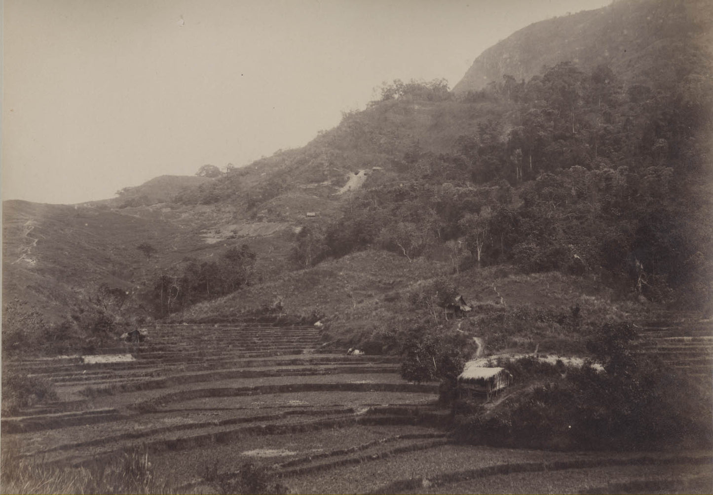[Rice paddies, Solok, Indonesia].