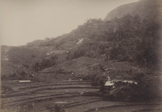 [Rice paddies, Solok, Indonesia].