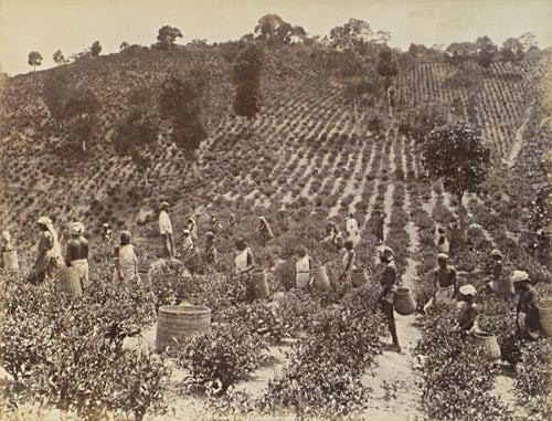 [Tea plantation, Ceylon].