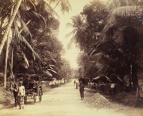 [Palm fringed road, Ceylon].