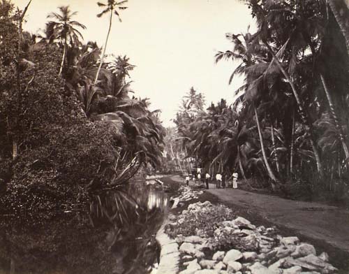 [Forest path, Ceylon].