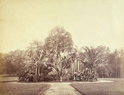 [Perademia, botanical gardens].