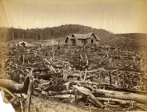 [Deforestation, Ceylon].