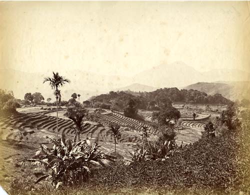 [Tea plantation, Ceylon].