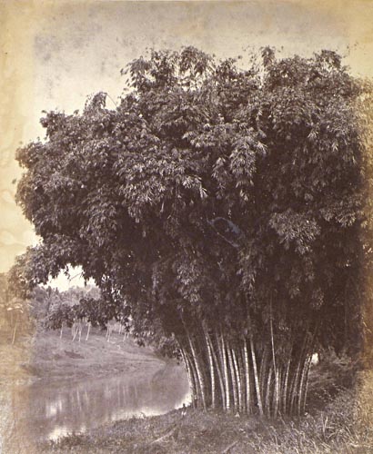[Bamboo, Ceylon].
