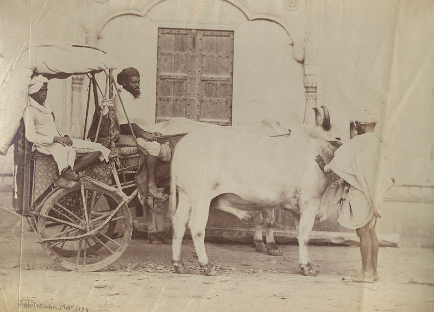 [Native bullock cart].