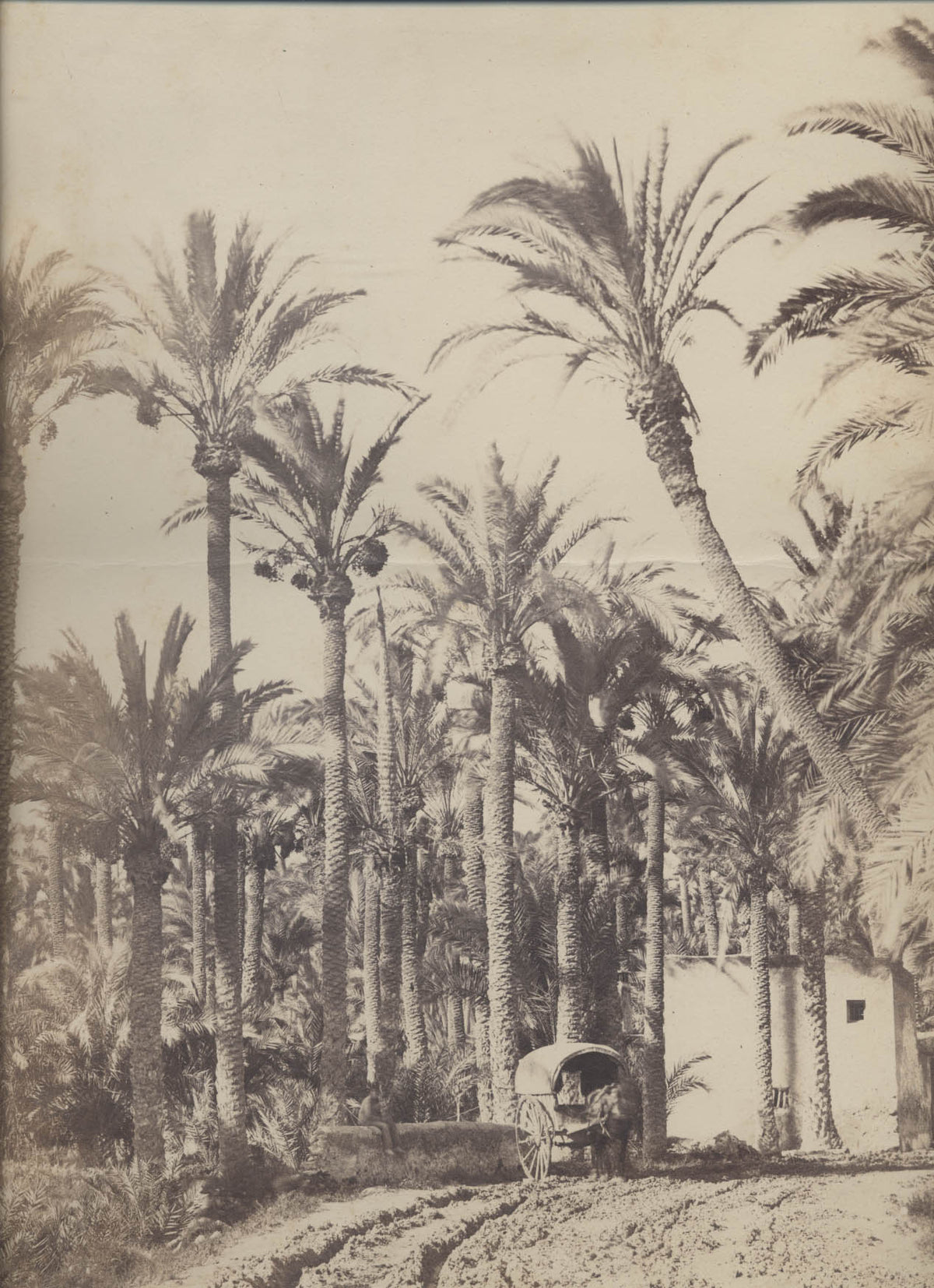 [Palm grove].
